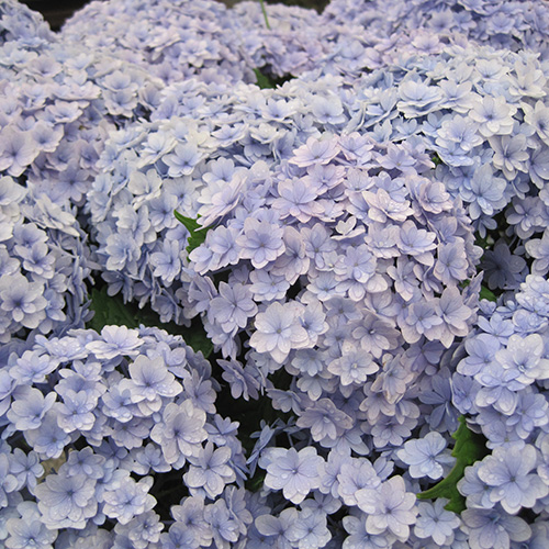 毎年花を咲かせるアジサイの育て方