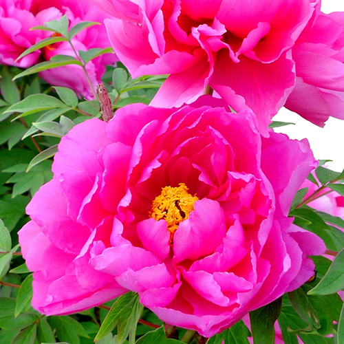 毎年花を咲かせる牡丹の育て方