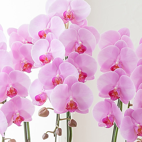 花を咲かせる胡蝶蘭の育て方