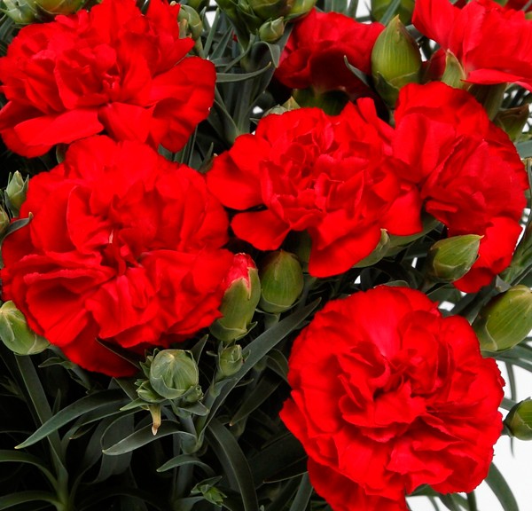 赤いカーネーションの花言葉