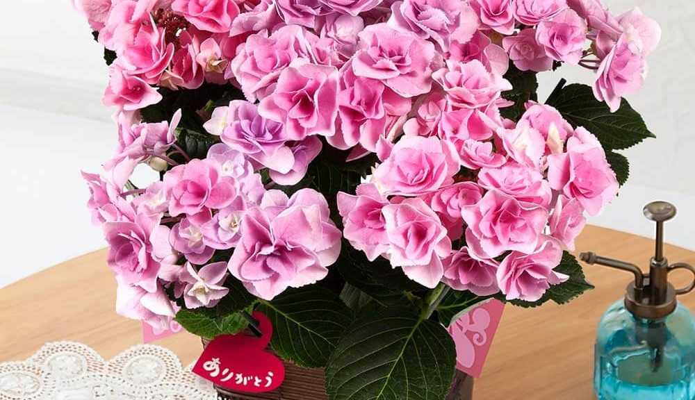 母の日　鉢植え「アジサイ　フェアリーアイ～イイハナ人気NO.1～」