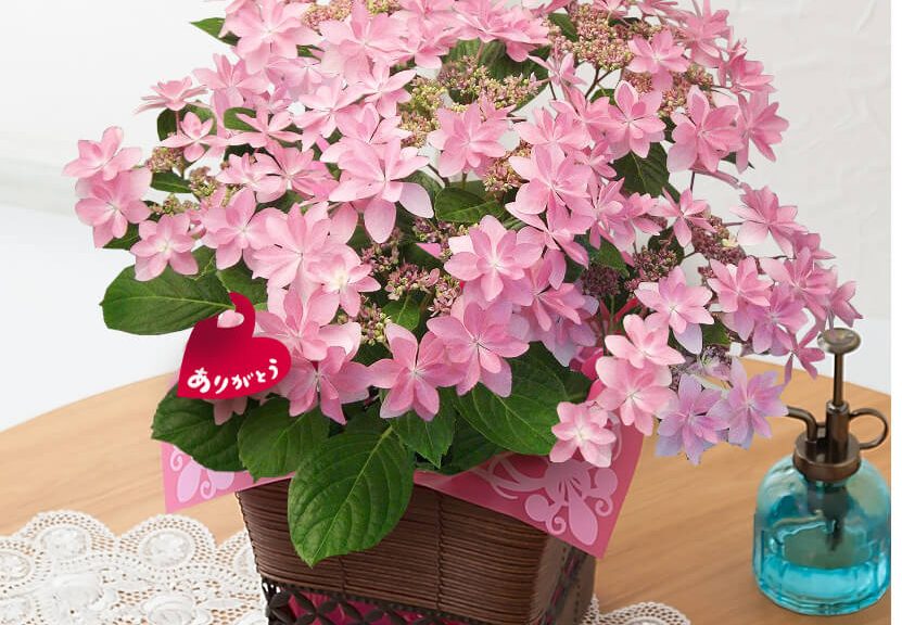 母の日　鉢植え「アジサイ　ダンスパーティー」