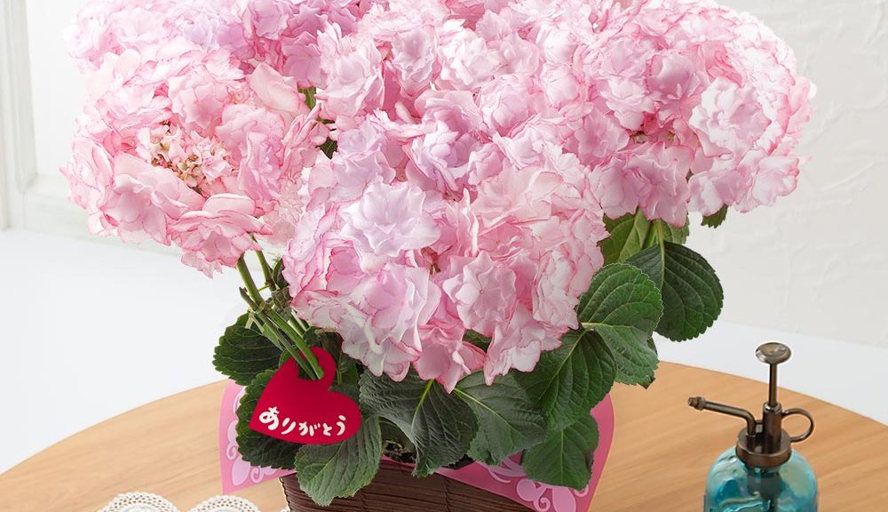 母の日　鉢植え「アジサイ　KEIKO～フラワー・オブ・ザ・イヤー2015受賞～」