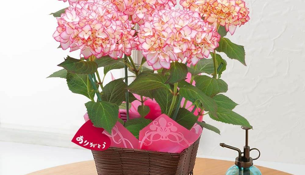 母の日　鉢植え「アジサイ　未来～フロリアード金賞受賞～」