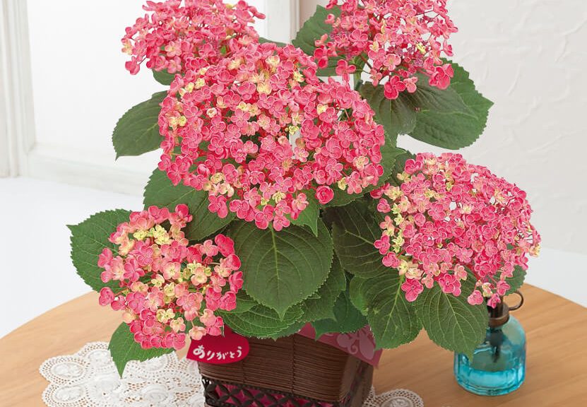 母の日　鉢植え「アジサイ　華あられ」