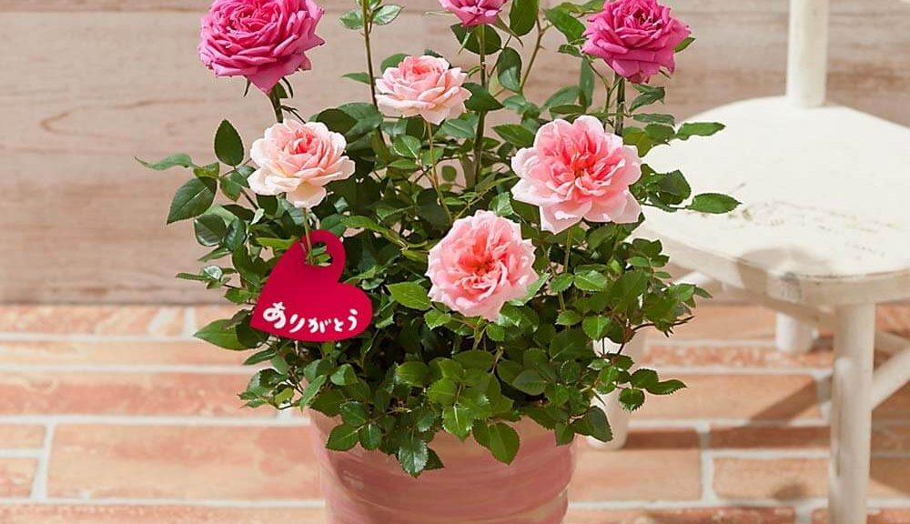 母の日　寄せ植え「キューティー・ロゼ～香りのガーデンローズ～」