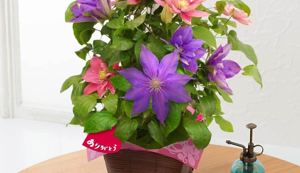 母の日　鉢植え「豪華な2色植えクレマチス」