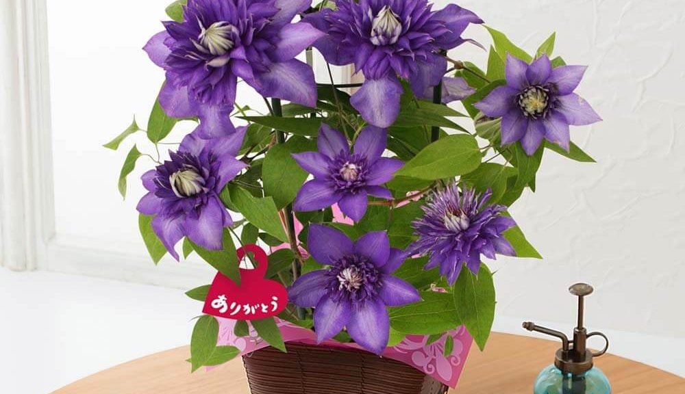 母の日　鉢植え「紫の大輪クレマチス～尊敬の想いを込めて～」