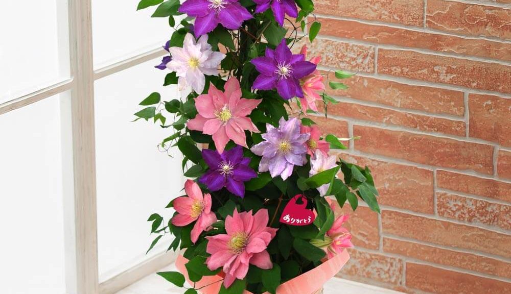 母の日　鉢植え「3色のクレマチスタワー」