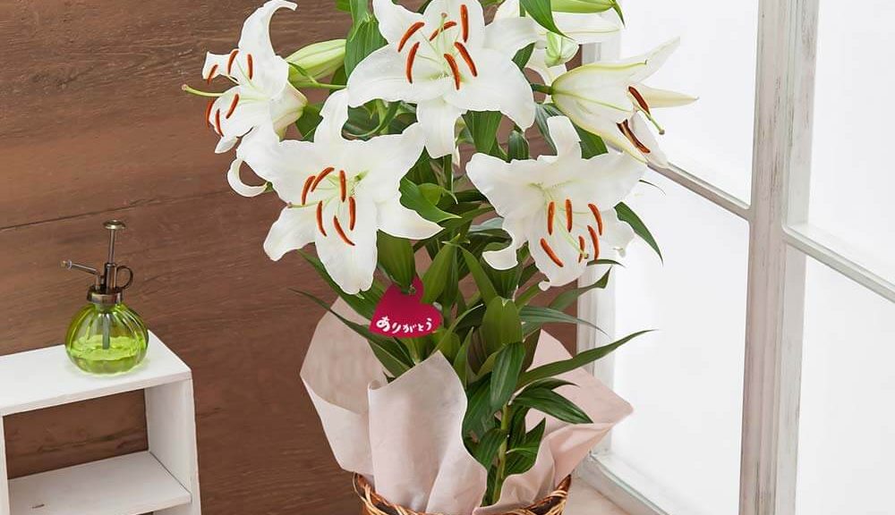 母の日　鉢植え「オリエンタルリリー　花の女王カサブランカ」