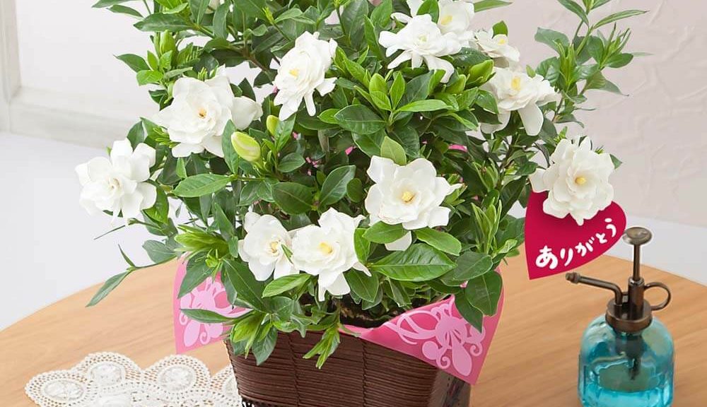 母の日　鉢植え「ガーデニア（くちなし）」