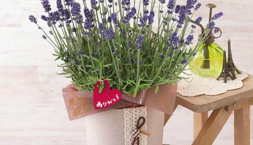 母の日　鉢植え「ラベンダー　センティヴィア～癒しの香りの贈り物～」