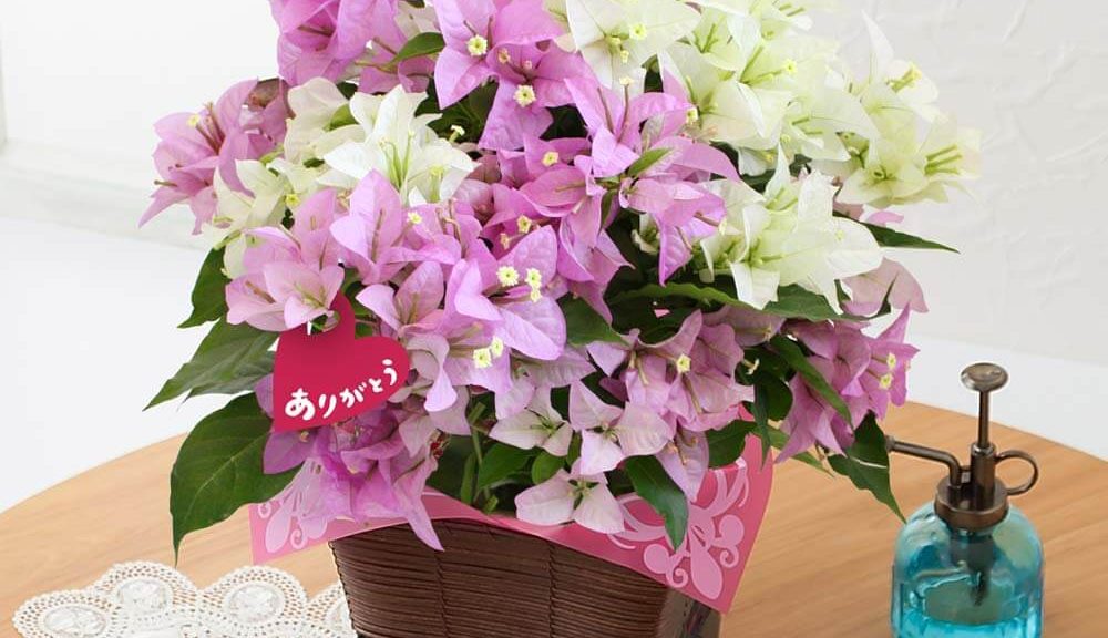 母の日　鉢植え「ブーゲンビリア　ブルージュ～2色寄せ植え～」