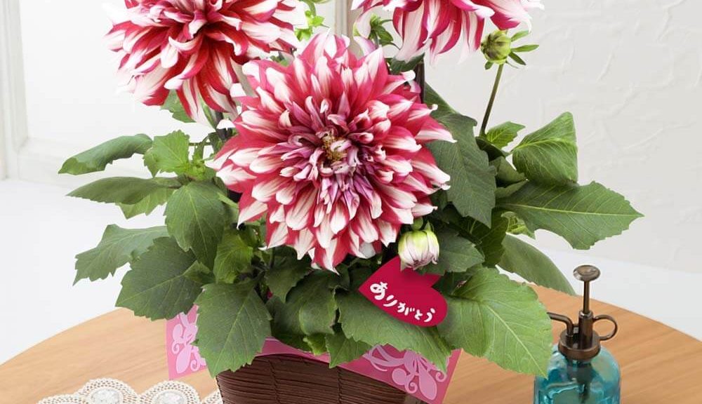 母の日　鉢植え「紅白の大輪ダリア～感謝の贈り物～」