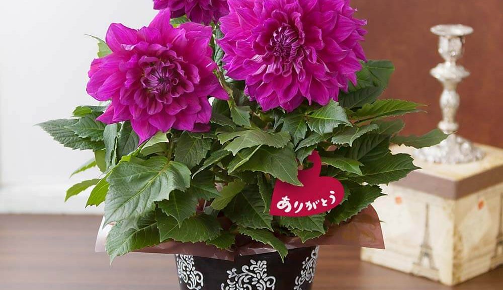 母の日　鉢植え「ダリア　ロイヤルバイオレット」