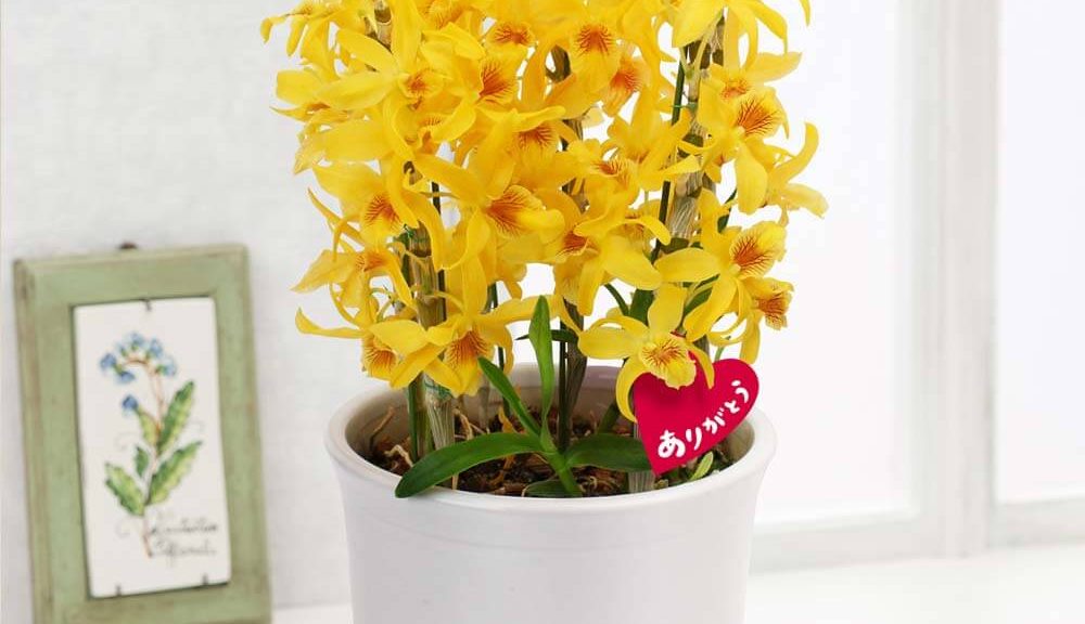 母の日　鉢植え「デンドロビューム　チヨミ」