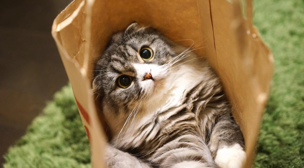 猫