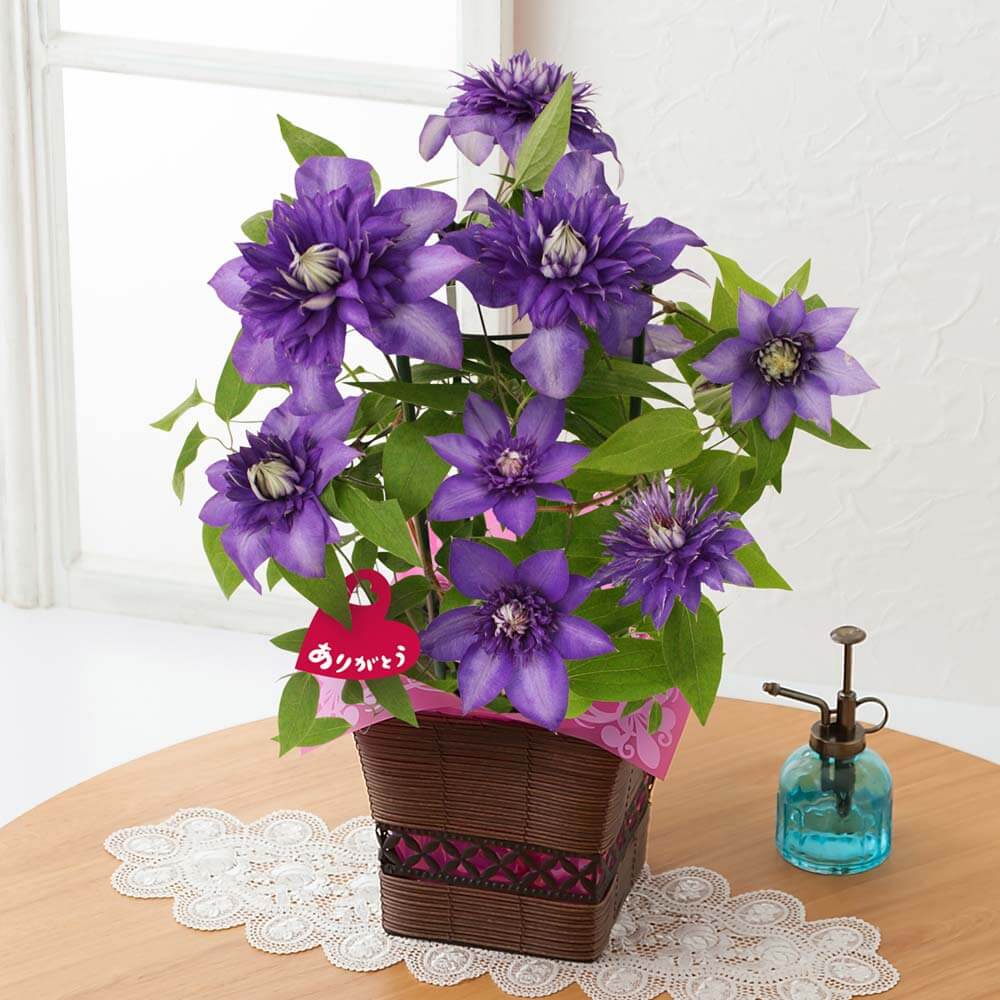 母の日　鉢植え「紫の大輪クレマチス～尊敬の想いを込めて～」